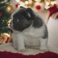 melvin, a male French Bulldog for sale in South Berwick, ME – Photo 1 of 2