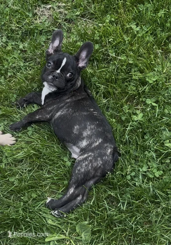 falafel – French Bulldog puppy for sale in New London, CT