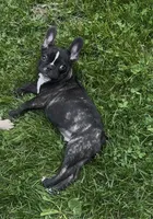 falafel, a male French Bulldog for sale in New London, CT – 1 of 1