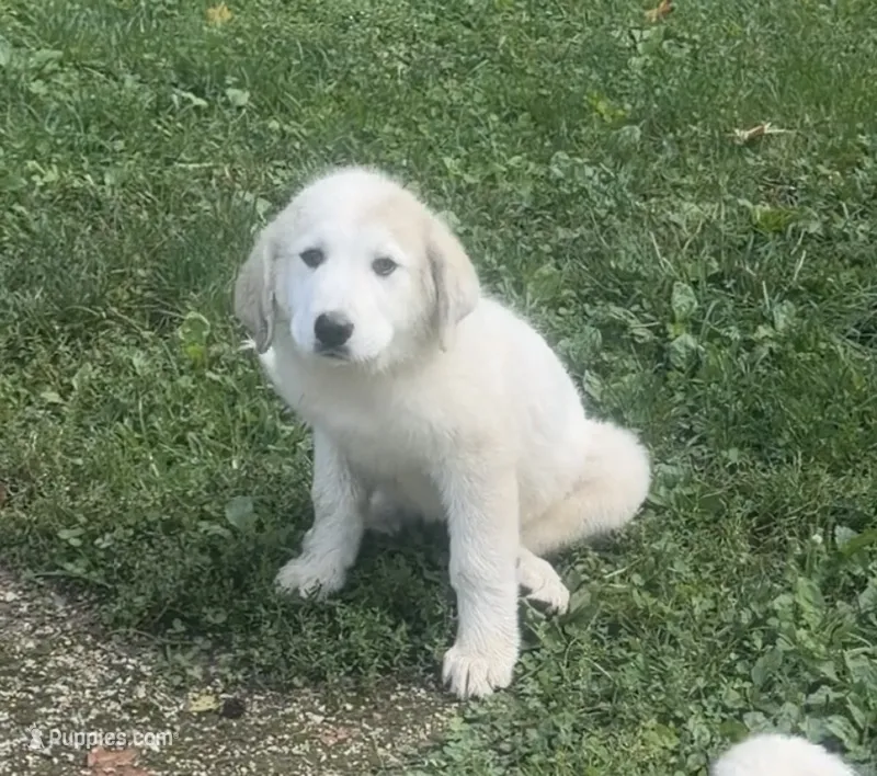 Melina – Great Pyrenees puppy for sale in New London, CT