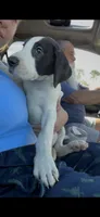 Millie, a female Great Dane for sale in Charleston, SC – 3 of 3
