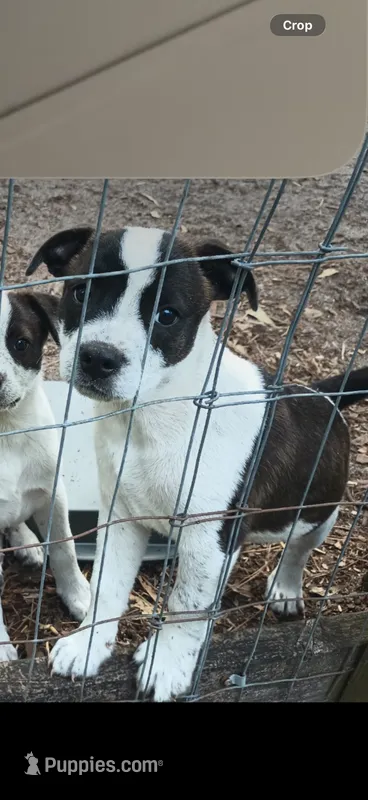 Sam – Boston Terrier, Australian Cattle Dog puppy for sale in South Berwick, ME