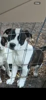 Sam, a male Boston Terrier and Australian Cattle Dog for sale in South Berwick, ME – 1 of 2