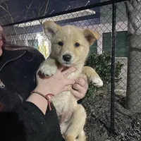 billy , a male German Shepherd Dog and Labrador Retriever for sale in New London, CT – 1 of 1