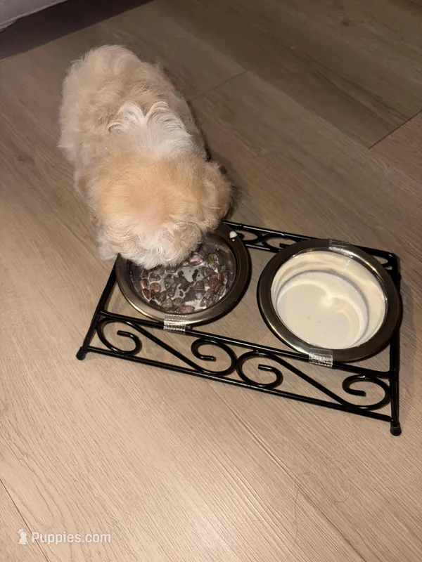 Copper – Maltipoo puppy for sale in Kirkland, WA