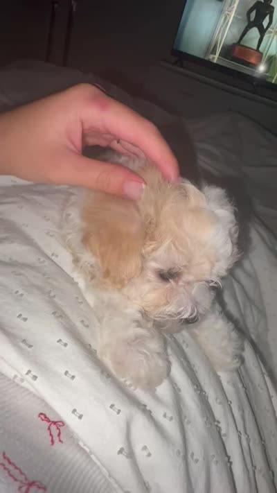 Copper, a male Maltipoo for sale in Kirkland, WA – 4 of 4
