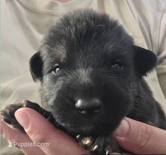 PREACHER - Sunday Litter – German Shepherd Dog puppy for sale in Clackamas, OR