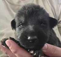 PREACHER - Sunday Litter, a male German Shepherd Dog for sale in Clackamas, OR – 1 of 1