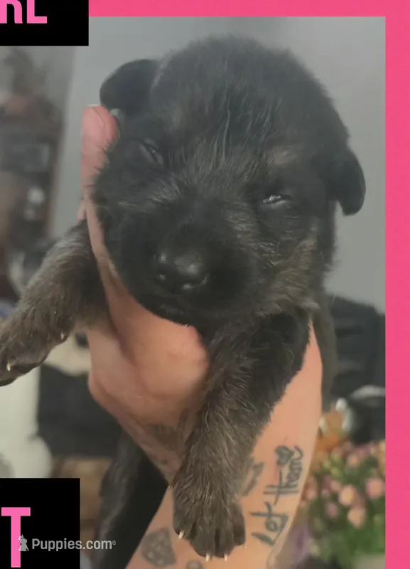 SPIRIT - Sunday Litter – German Shepherd Dog puppy for sale in Clackamas, OR