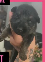 SPIRIT - Sunday Litter, a female German Shepherd Dog for sale in Clackamas, OR – 1 of 1