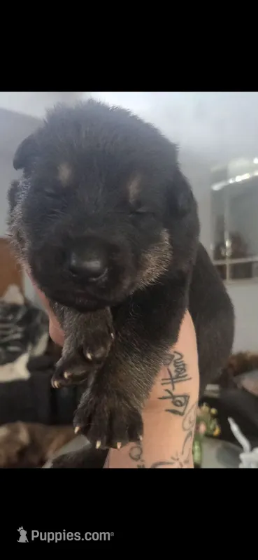 CHURCH-Sunday Litter – German Shepherd Dog puppy for sale in Clackamas, OR
