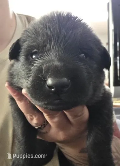 PROPHET -Sunday Litter – German Shepherd Dog puppy for sale in Clackamas, OR
