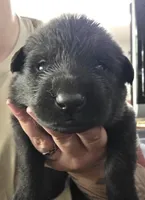 PROPHET -Sunday Litter, a male German Shepherd Dog for sale in Clackamas, OR – 1 of 1