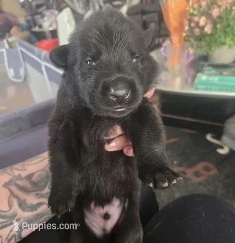 REVELATION- Sunday Litter – German Shepherd Dog puppy for sale in Clackamas, OR