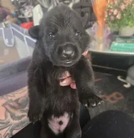 REVELATION- Sunday Litter, a male German Shepherd Dog for sale in Clackamas, OR – 1 of 1