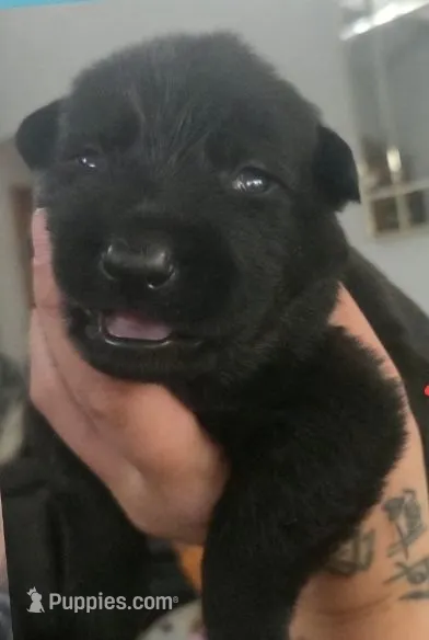 TESTAMENT - Sunday Litter – German Shepherd Dog puppy for sale in Clackamas, OR