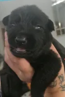 TESTAMENT - Sunday Litter, a male German Shepherd Dog for sale in Clackamas, OR – 1 of 1