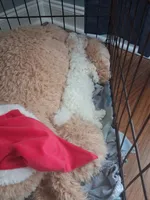 Dolly, a female Maltese for sale in Supply, NC – 2 of 3