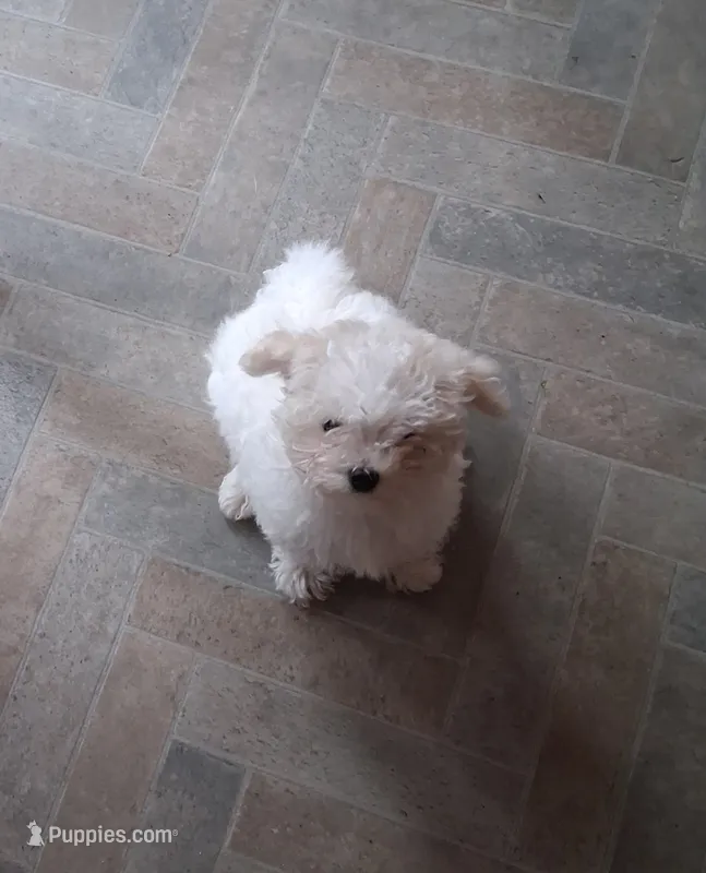 Dolly – Maltese puppy for sale in Supply, NC