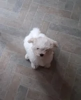 Dolly, a female Maltese for sale in Supply, NC – 1 of 3
