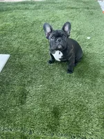 Pink Collar, a female French Bulldog for sale in Pasadena, TX – Photo 2 of 10