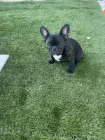 Pink Collar, a female French Bulldog for sale in Pasadena, TX – Photo 6 of 10