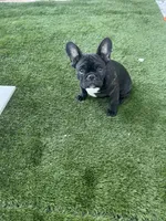 Pink Collar, a female French Bulldog for sale in Pasadena, TX – Photo 3 of 10