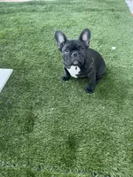 Pink Collar, a female French Bulldog for sale in Pasadena, TX – Photo 5 of 10