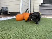 Pink Collar, a female French Bulldog for sale in Pasadena, TX – Photo 9 of 10