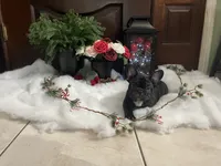 Pink Collar, a female French Bulldog for sale in Pasadena, TX – Photo 7 of 10