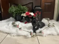 Pink Collar, a female French Bulldog for sale in Pasadena, TX – Photo 8 of 10