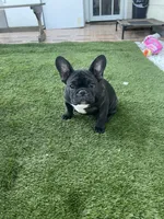 Pink Collar, a female French Bulldog for sale in Pasadena, TX – Photo 4 of 10