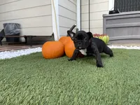 Pink Collar, a female French Bulldog for sale in Pasadena, TX – Photo 10 of 10