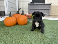 Green Collar, a male French Bulldog for sale in Pasadena, TX – Photo 8 of 10