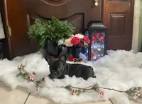 Green Collar, a male French Bulldog for sale in Pasadena, TX – Photo 6 of 10