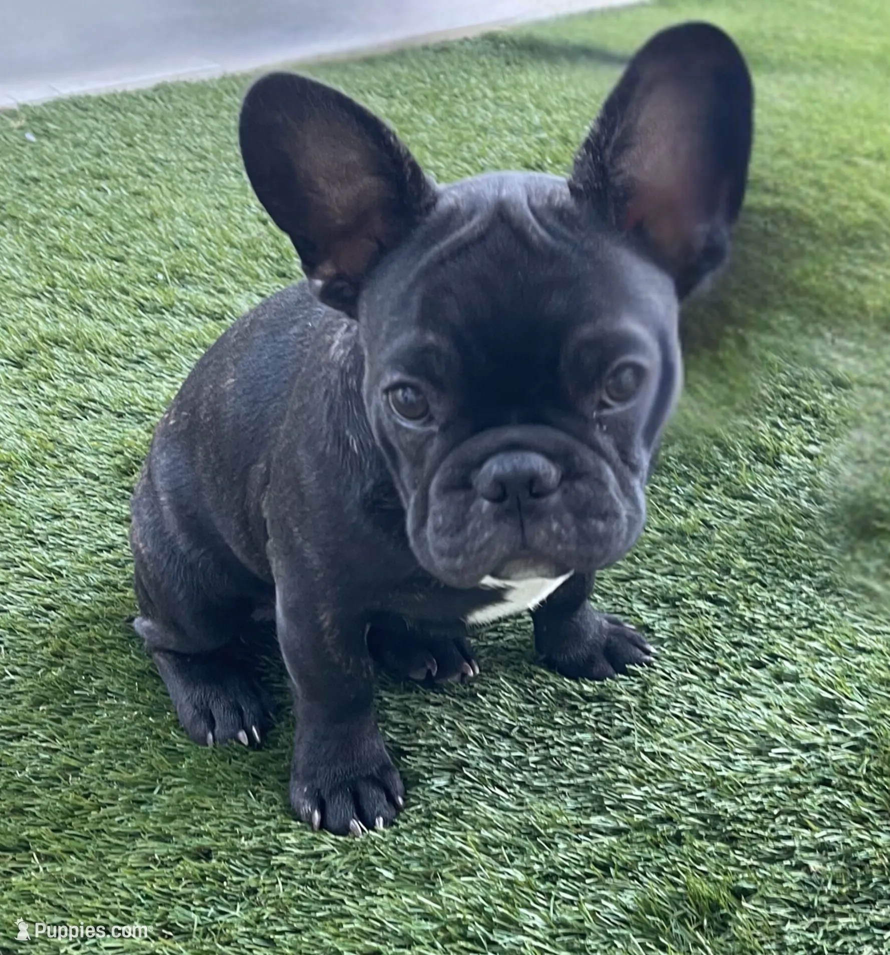 Green Collar, a male French Bulldog for sale in Pasadena, TX – Photo 4 of 10