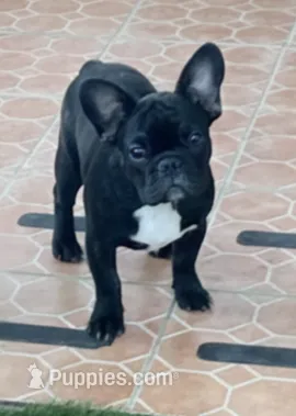 Green Collar, a male French Bulldog for sale in Pasadena, TX – Photo 5 of 10