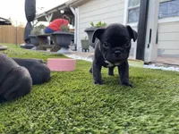 Green Collar, a male French Bulldog for sale in Pasadena, TX – Photo 7 of 10
