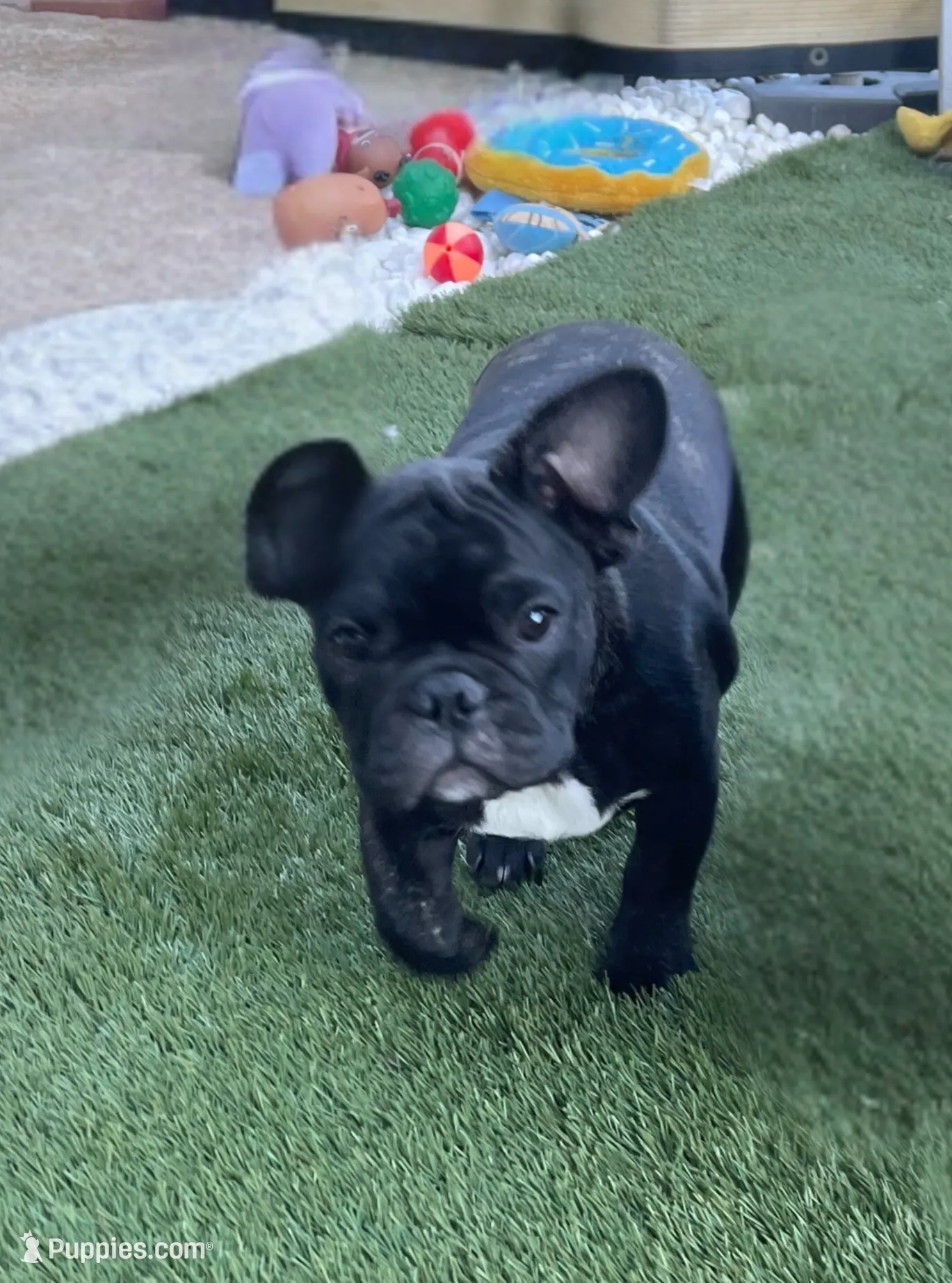Green Collar, a male French Bulldog for sale in Pasadena, TX – Photo 2 of 10