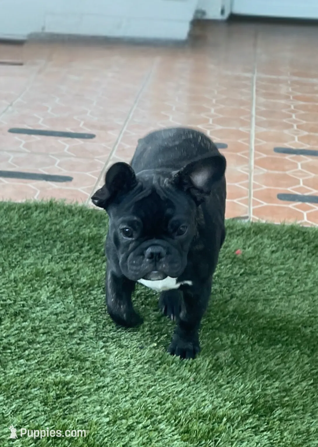 Green Collar, a male French Bulldog for sale in Pasadena, TX – Photo 3 of 10