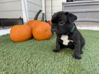 Green Collar, a male French Bulldog for sale in Pasadena, TX – Photo 10 of 10