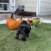 Blue Collar, a male French Bulldog for sale in Pasadena, TX – Photo 9 of 10