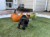 Blue Collar, a male French Bulldog for sale in Pasadena, TX – Photo 9 of 10