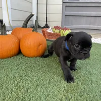 Blue Collar, a male French Bulldog for sale in Pasadena, TX – Photo 10 of 10