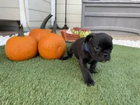 Blue Collar, a male French Bulldog for sale in Pasadena, TX – Photo 10 of 10