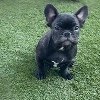 Blue Collar, a male French Bulldog for sale in Pasadena, TX – Photo 4 of 10