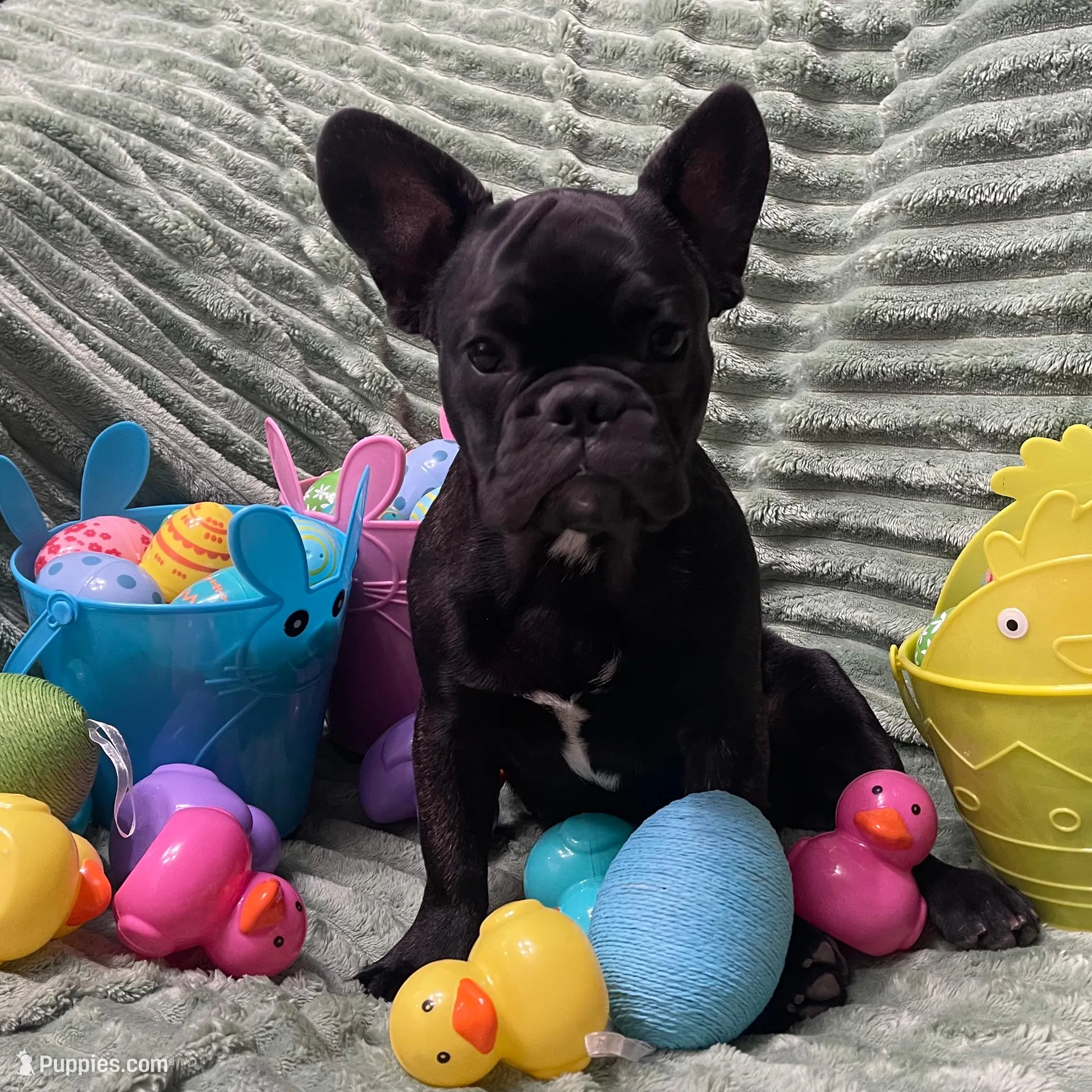 Blue Collar – French Bulldog puppy for sale in Pasadena, TX