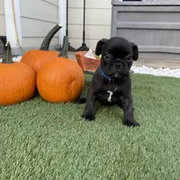 Blue Collar, a male French Bulldog for sale in Pasadena, TX – Photo 7 of 10