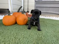 Blue Collar, a male French Bulldog for sale in Pasadena, TX – Photo 7 of 10