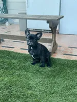 Blue Collar, a male French Bulldog for sale in Pasadena, TX – Photo 6 of 10